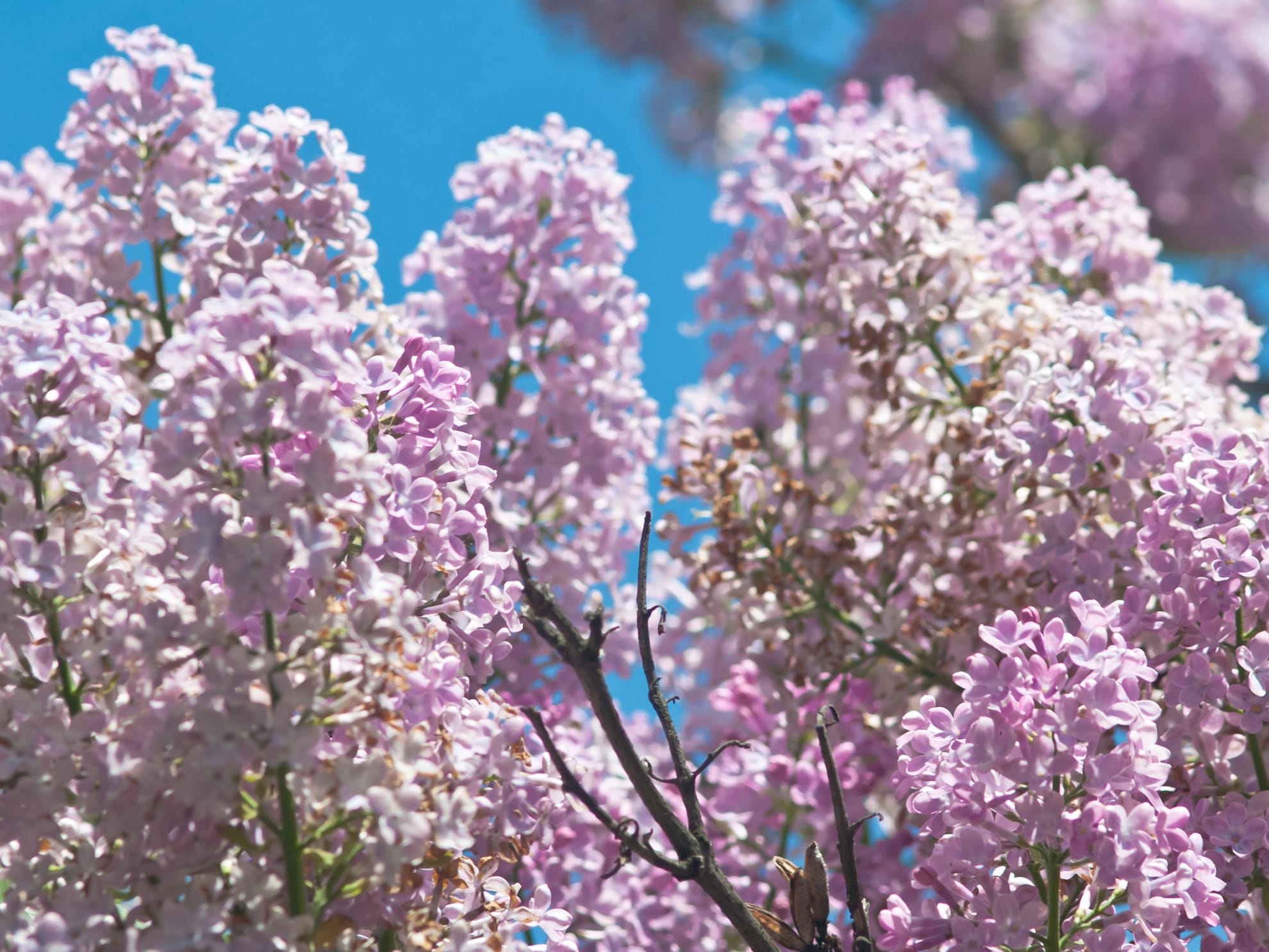 Podkarpackie bzy, cudowne kwiaty kwitnące w maju
