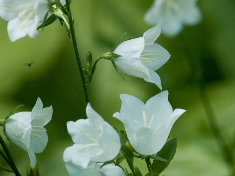 Dzwonki białe karpackie