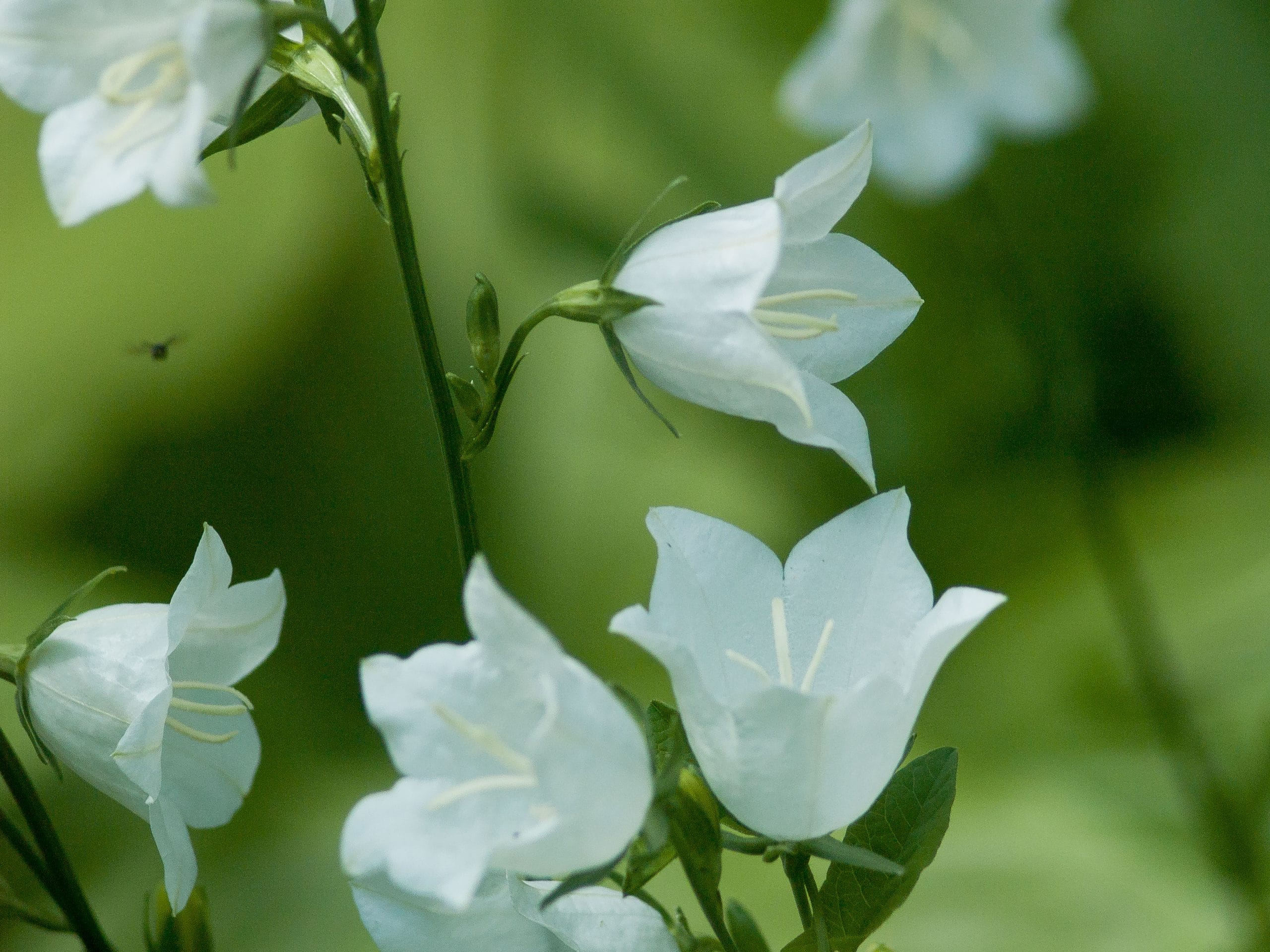 Dzwonki białe karpackie