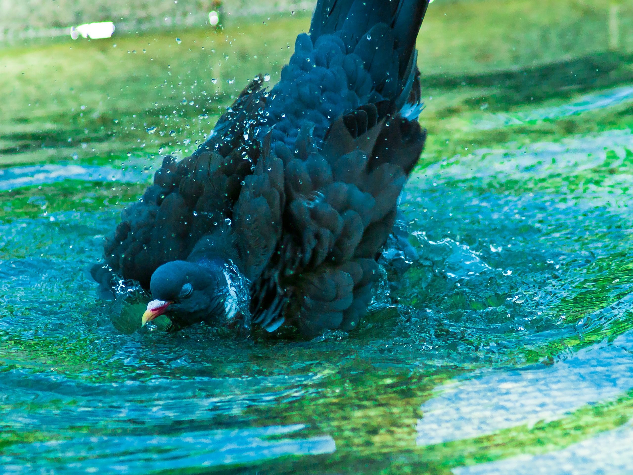 Kąpiel gołęba w fontannie – Rzeszów, park Jedności Polonii z Macierzą