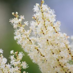 Fototapeta białe kwiatuszki 87