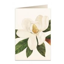 Tassotti. Karnet. B6 + koperta 5601 Kwiat magnolii