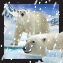 Magnes 3D Niedźwiedzie. Polarne w śniegu