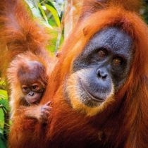 Karnet kwadrat z kopertą Sumatran. Orangutan and. Ba