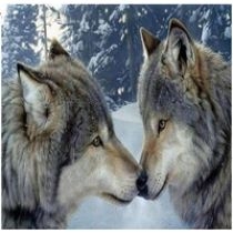 Diamentowa mozaika dwa wilki zimowy las. NO-1008519 Norimpex