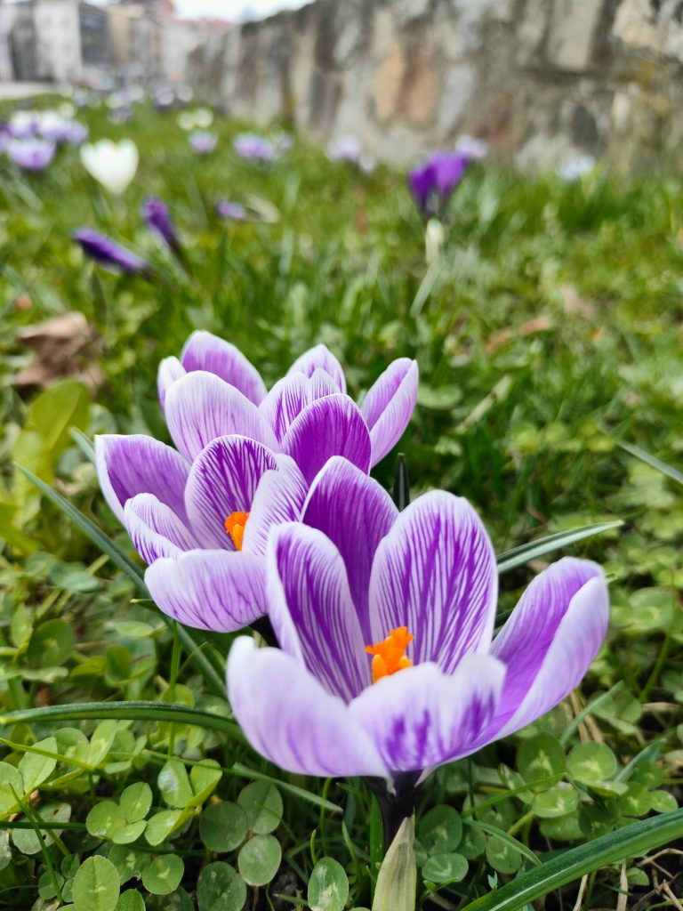 Krokusy w Rzeszowie na trawniku przed Zamkiem Lubomirskich obok Alei Kasztanowej