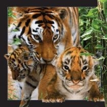 Pocztówka 3D Tygrys