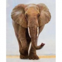 Norimpex. Malowanie po numerach. Słoń samotnik 40 x 50 cm