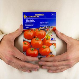 Pomidor 'Phantasia' F1 – Duże. Owoce – Kiepenkerl