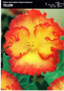 Begonia. Bulwiasta 'Yellow' – Dwukolorowa – 3 szt.