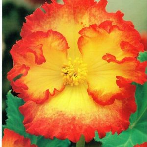 Begonia. Bulwiasta 'Yellow' – Dwukolorowa – 3 szt.