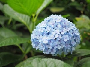 Hortensja. Ogrodowa 'Nikko. Blue' – Sadzonka 20 cm