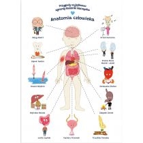 Plakat edukacyjny anatomia człowieka dla dziecka format. A2