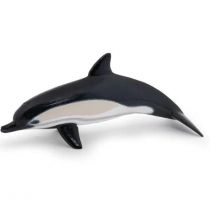 Delfin zwyczajny