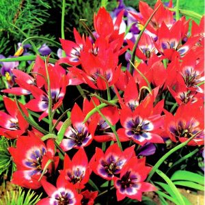 Tulipan. Botaniczny 'Little. Beauty' – 20 szt
