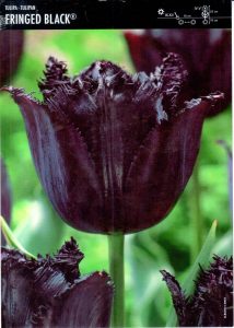 Tulipan 'Fringed. Black' – 10 szt