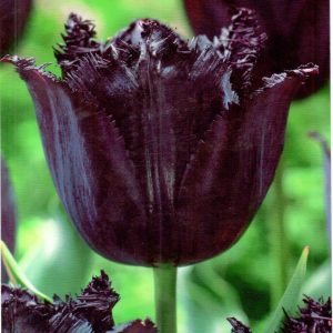 Tulipan 'Fringed. Black' – 10 szt