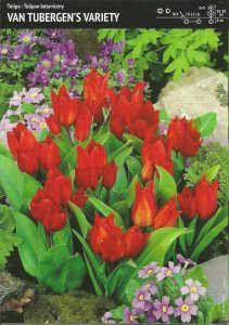 Tulipan. Botaniczny 'Van. Tubergen's' – 30 szt.