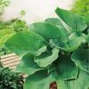 Funkia. Hosta 'Elegans' – 1 szt.