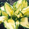 Funkia. Hosta 'Albopicta' – 1 szt.