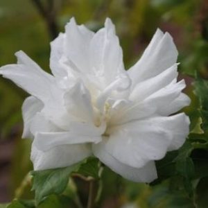 Ketmia syryjska (Hibiskus) White. Chiffon 'Notwoodtwo' – Sadzonka 30 cm