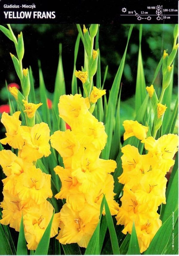 Gladiolus. Mieczyk 'Yellow. Frans' – 7 szt.