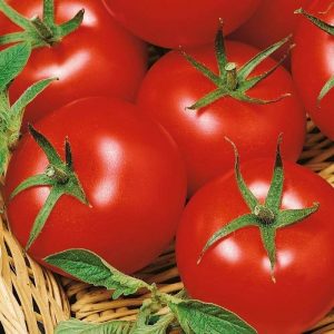 Pomidor 'Harzfeuer' F1 – Wczesny – Kiepenkerl