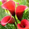 Zantedeschia. Kalla 'Red. Alert' – 1 szt.