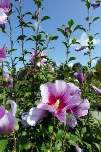 Ketmia syryjska (Hibiskus) Flower. Tower. Purple 'Gandini. Santiago' – Sadzonka 30 cm