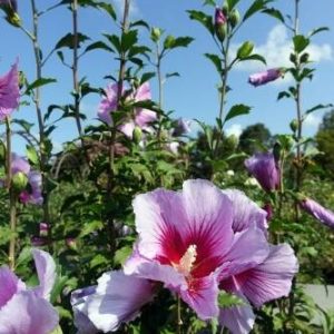 Ketmia syryjska (Hibiskus) Flower. Tower. Purple 'Gandini. Santiago' – Sadzonka 30 cm