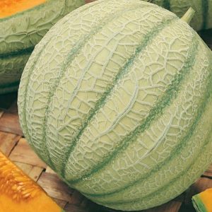 Melon. Cukrowy 'Stellio' F1 – Kiepenkerl