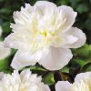 Peonia – Piwonia 'Duchesse. De. Nemours' – 1 szt.