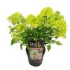 Hortensja bukietowa 'Little. Lime' PBR – Sadzonka 30 cm