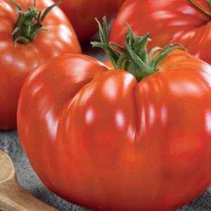 Pomidor. Mięsisty ‘Gigantomo’ F1 – Mięsisty – Kiepenkerl