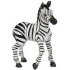 Zebra źrebię