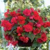 Begonia. Zwisająca 'Odorata. Red. Glory' – Pełna. Pachnąca – 3 szt.