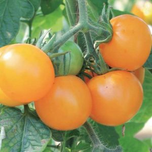 Pomidor 'Goldene. Königin' – Pomarańczowy – Kiepenkerl
