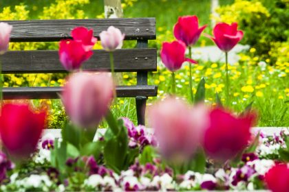 Kwitnące Tulipany w Rzeszowskim parku