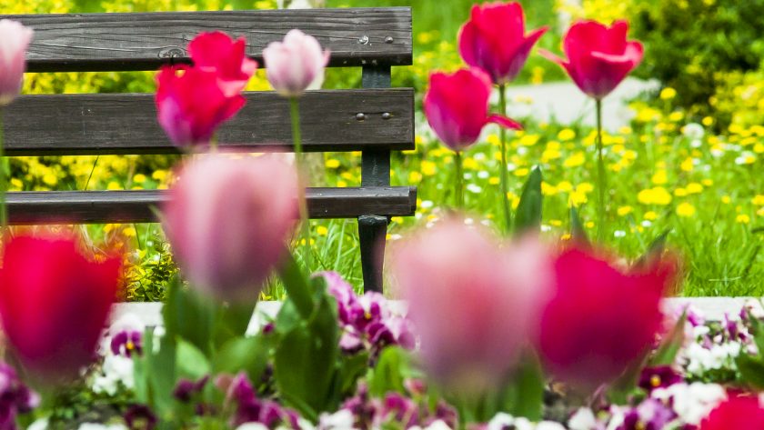 Kwitnące Tulipany w Rzeszowskim parku
