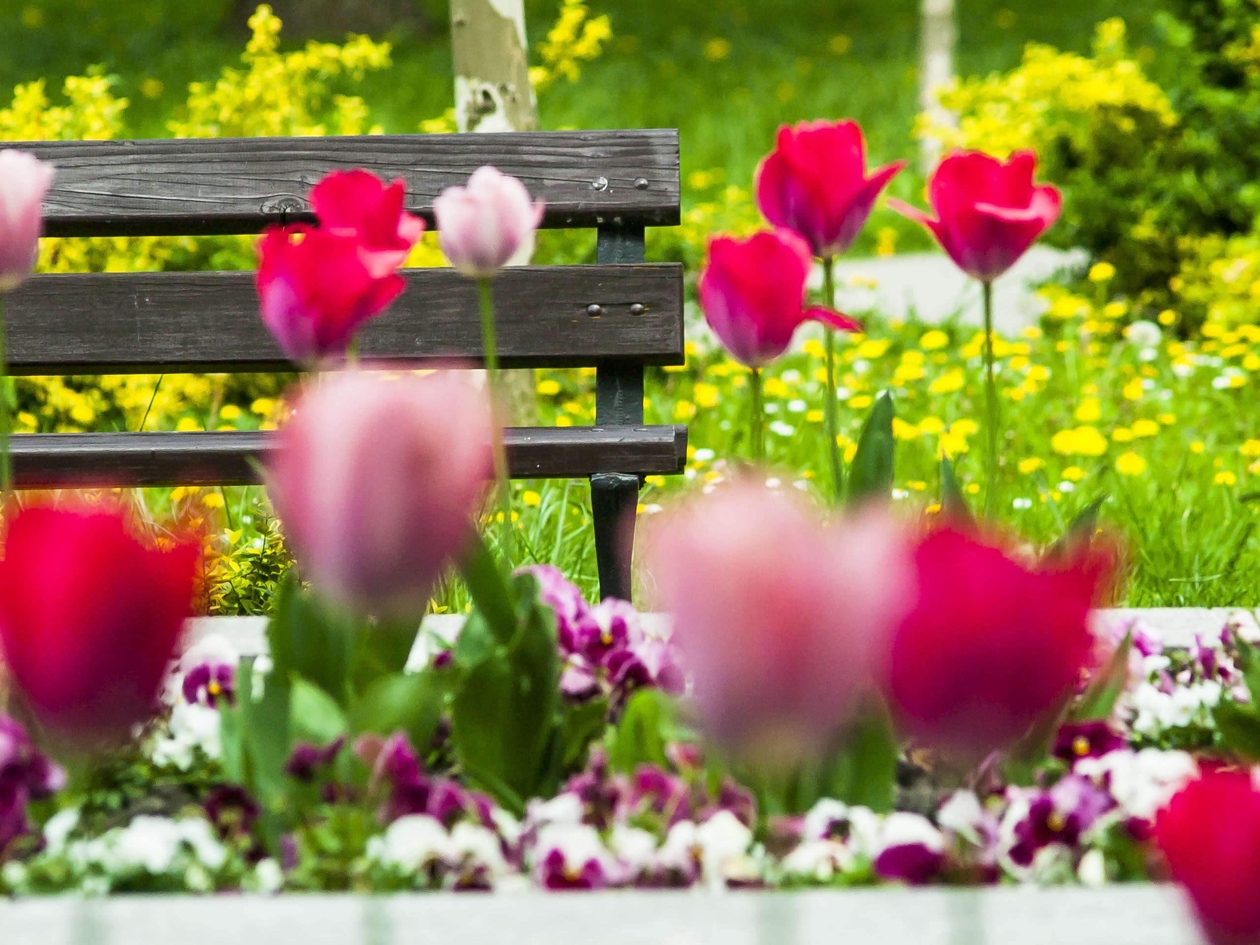 Kwitnące Tulipany w Rzeszowskim parku