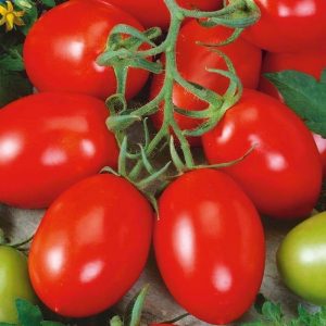 Pomidor 'Roma. VF' – Rzymski – Kiepenkerl