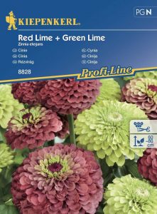 Cynia 'Red. Lime' + 'Green. Lime' – Kiepenkerl