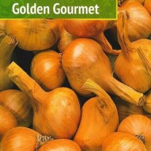 Cebula. Szalotka 'Golden. Gourment' – Żółta – 250 g[=]