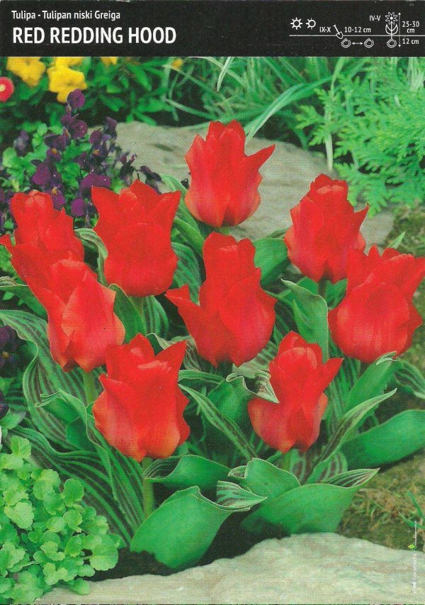Tulipan ‘Red. Riding. Hood’ – 7 szt.
