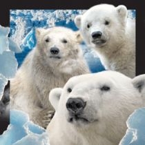 Magnes 3D Niedźwiedzie. Polarne