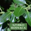 Laurowiśnia. Wschodnia 'Novita' – Sadzonka 60 cm