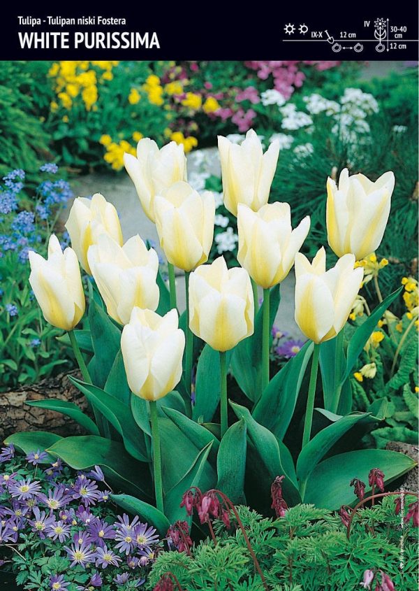 Tulipan 'White. Purissima' – 7 szt.