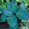 Funkia. Hosta 'Blue. Angel' – 1 szt.