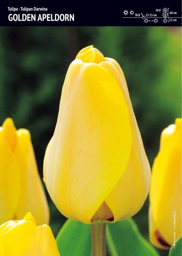 Tulipan ‘Golden. Apeldorn’ – 15 szt.
