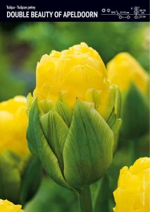 Tulipan. Pełny 'Double. Beauty of. Apeldoorn' – 20 szt.